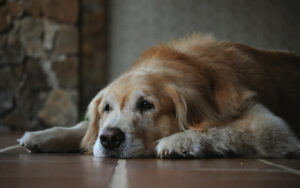 Eldre Golden Retriever