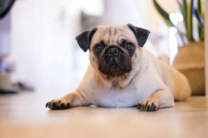 Mops og andre kortsnutede raser kan ha unntak i forsikringen