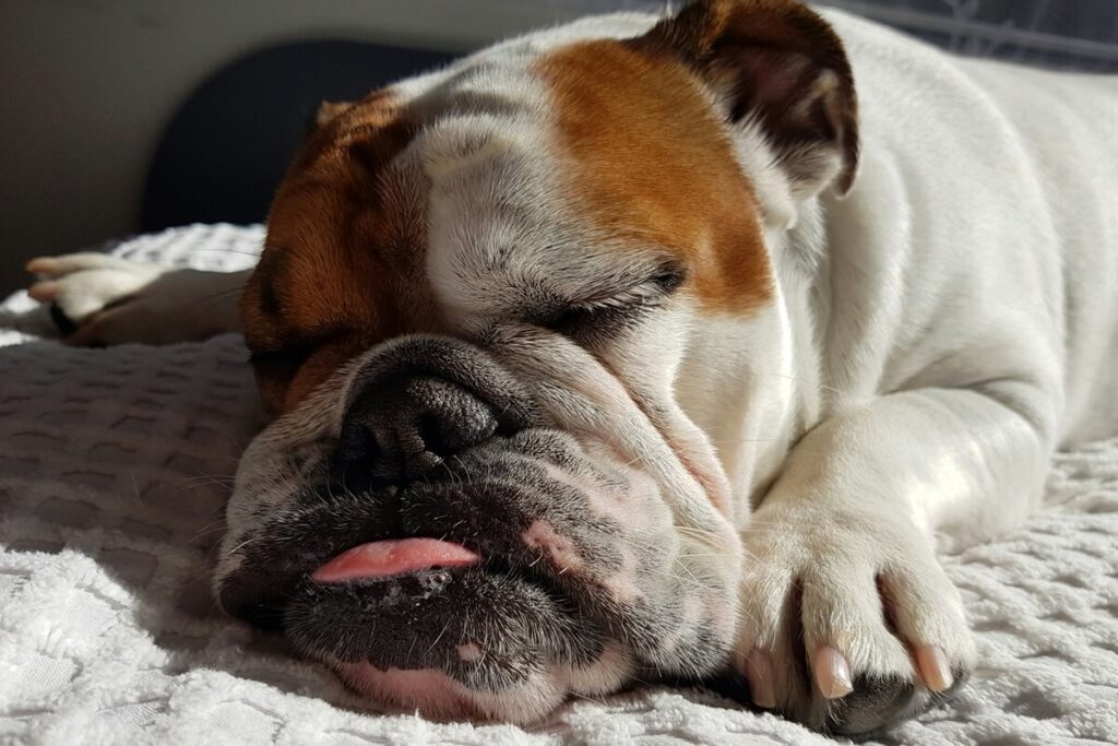 Sovende Engelsk Bulldog