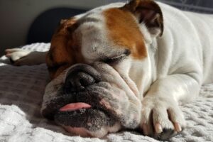 Sovende Engelsk Bulldog